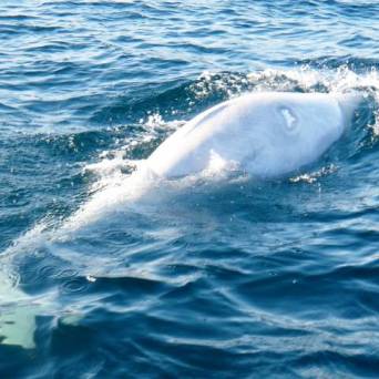 an animal swimming in the water