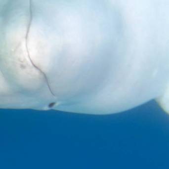 a close up of a fish