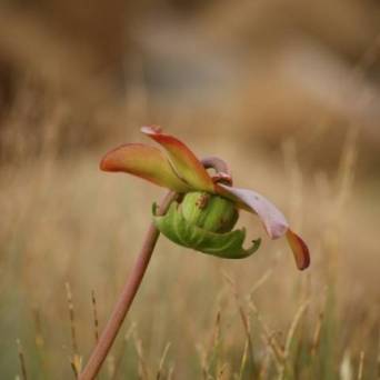 a close up of a flower