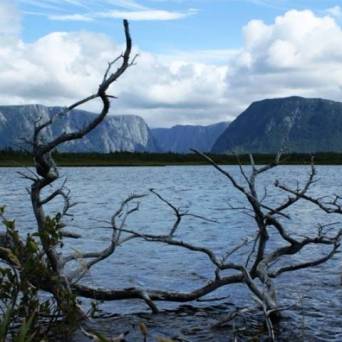 a tree next to a body of water with a mountain in the background