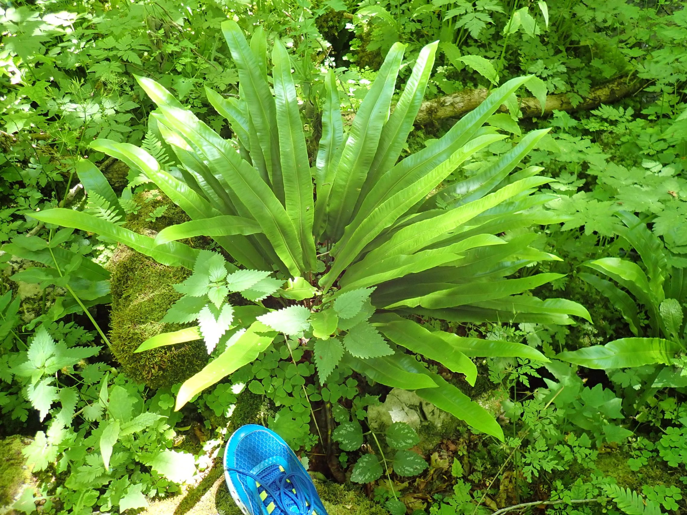 Fauna in Tara Canyon
